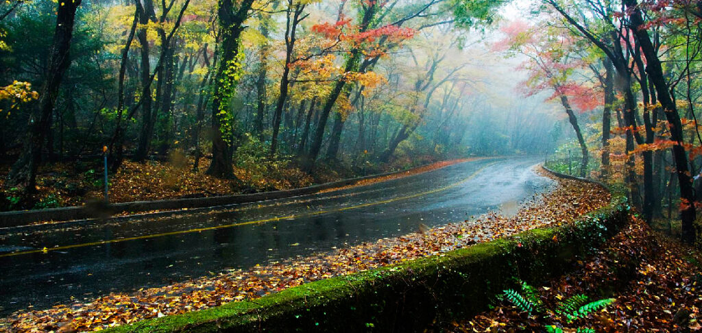 제주도 조천에서 방문하기 좋은 장소_5.16도로숲터널