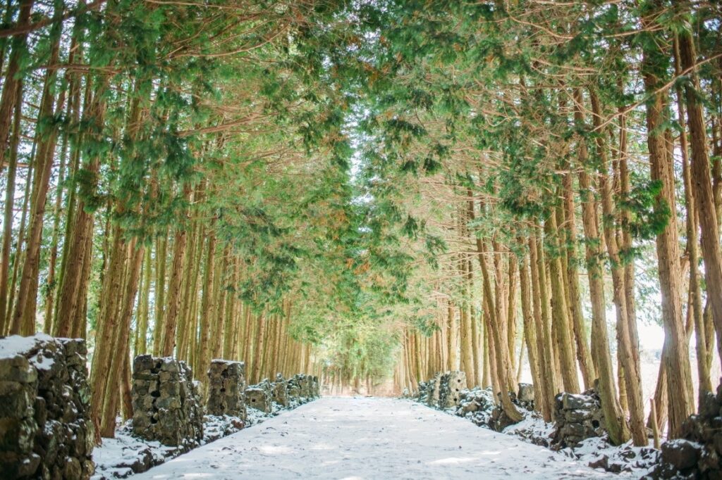 제주도 조천에서 방문하기 좋은 장소_샤이니숲길