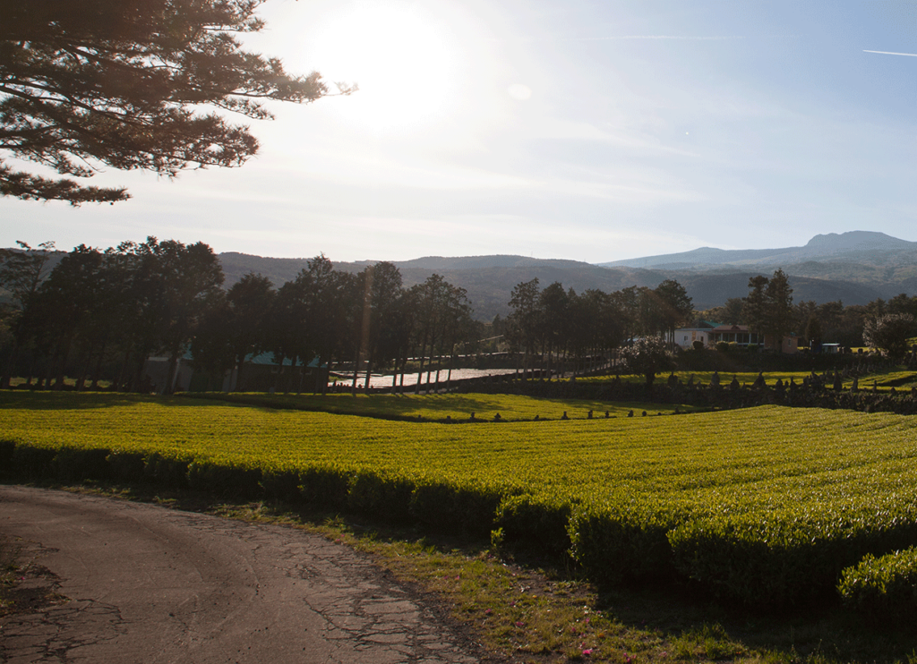 제주도 서귀포에서 방문하기 좋은 장소 Best10_서귀다원