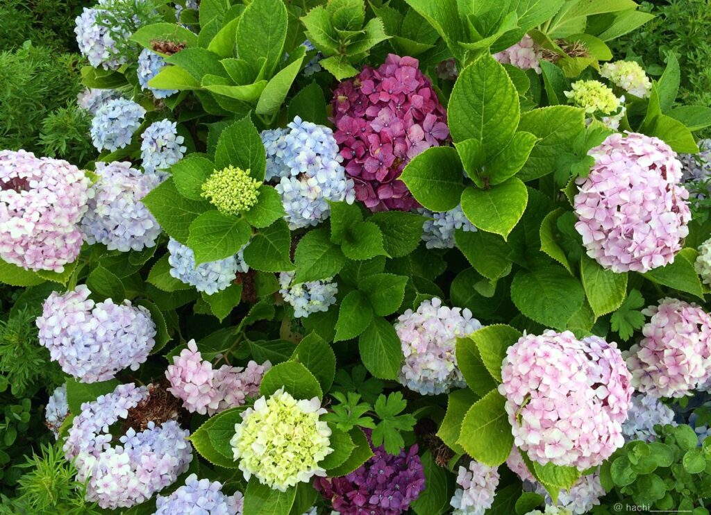 제주도 조천에서 방문하기 좋은 장소 Best10_종달리수국길