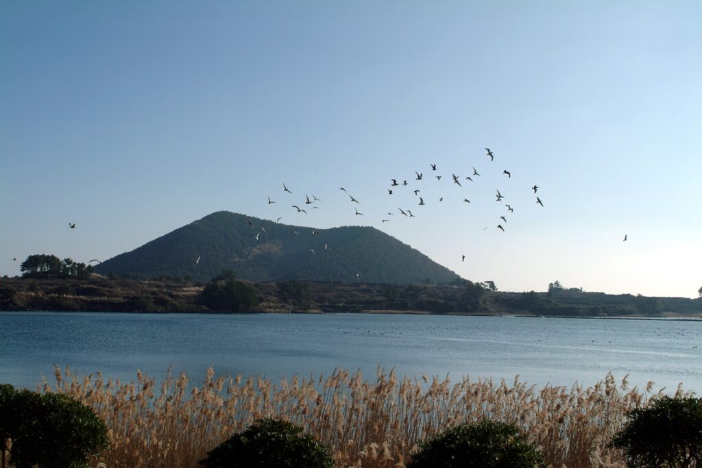 제주도 조천에서 방문하기 좋은 장소 Best10_하도리 철새도래지